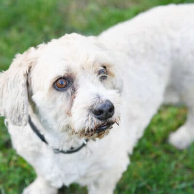 Mikesch — West Highland Terrier-pudel-mix