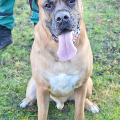 Dobby — Bullmastiff-mix