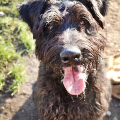 Hank — Riesenschnauzer