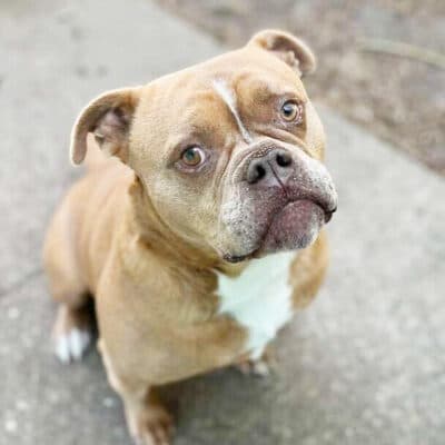 Joseph — English Bulldog Mix