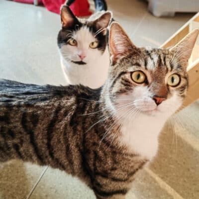 Lenny & Steppel photo 3