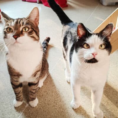 Lenny & Steppel photo 4