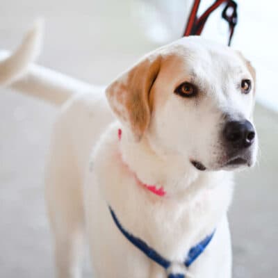 Unka — Zentralasiat.owtscharka-mix