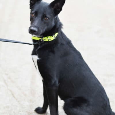 Dornröschen photo 4