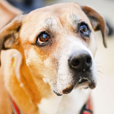 Fanni — Ridgeback-mix