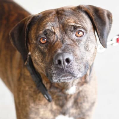 Giovanni — Labrador-boxer-mix