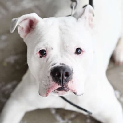 Hope — Bulldogge-mix