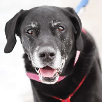 Isak — Labrador-retriever