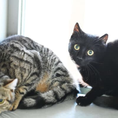 Alamea & Aluna — Ekh