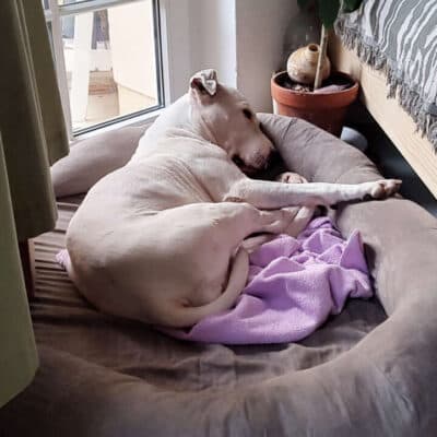 Mallow (Marshmallow) photo 4