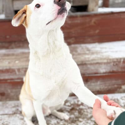 Nanuk — Terrier-mix