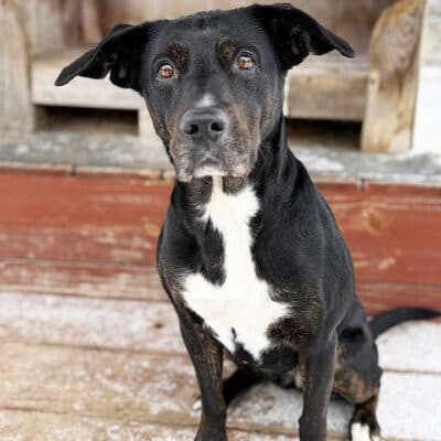 Penny — Terrier-mix