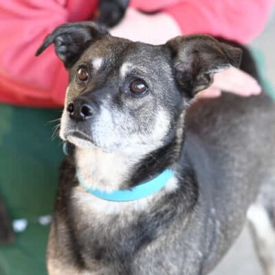 Akki — Terrier-mix