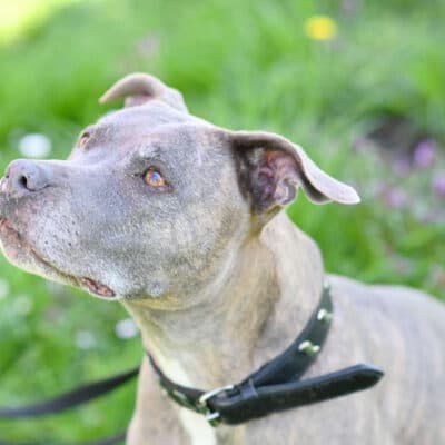 Bella — Staffordshire Terrier Mix