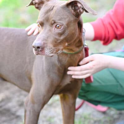 Bowie — Labrador-mix