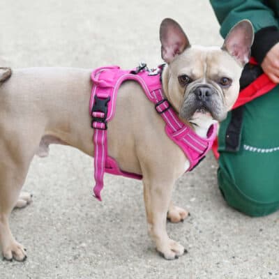 Eddy — Frz. Bulldogge