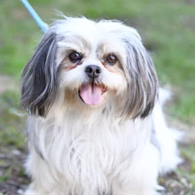 Loulou — Shih Tzu