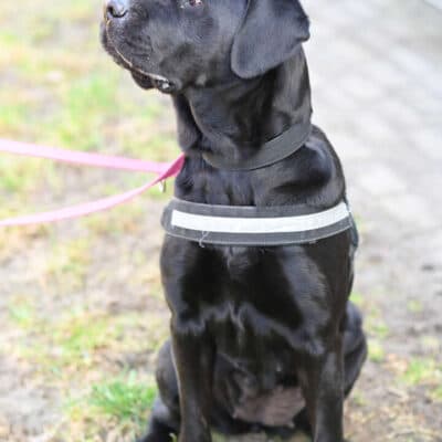 Luna — Labrador-retriever-mix