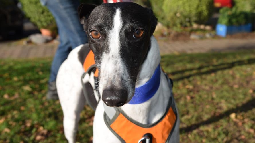 Crystal (bow dog) — Greyhound