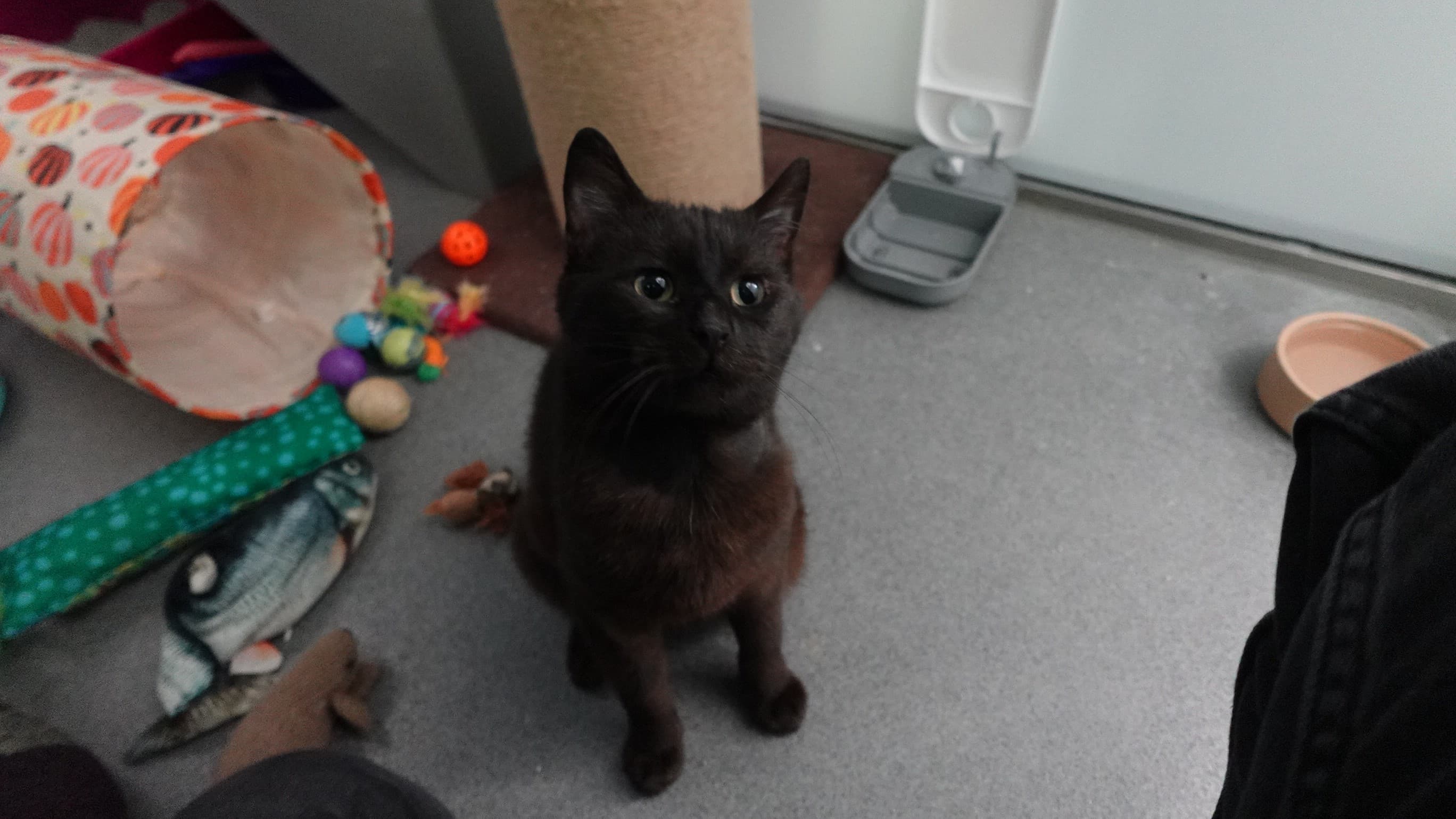 Felix — Domestic Shorthair