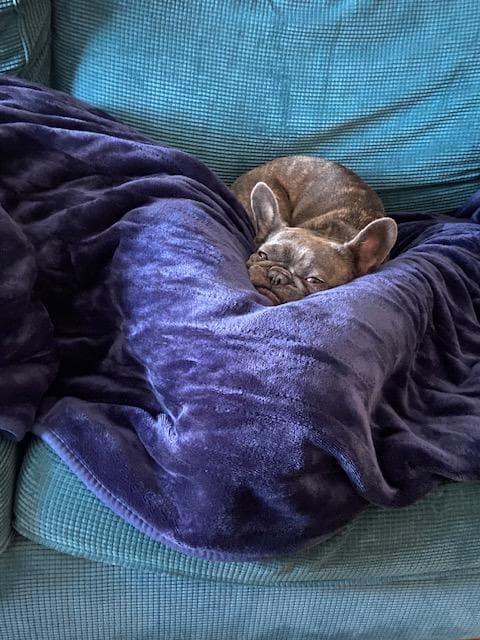 Willow — French Bulldog