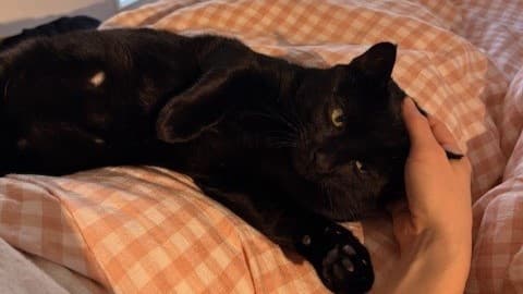 Billy — Domestic Shorthair