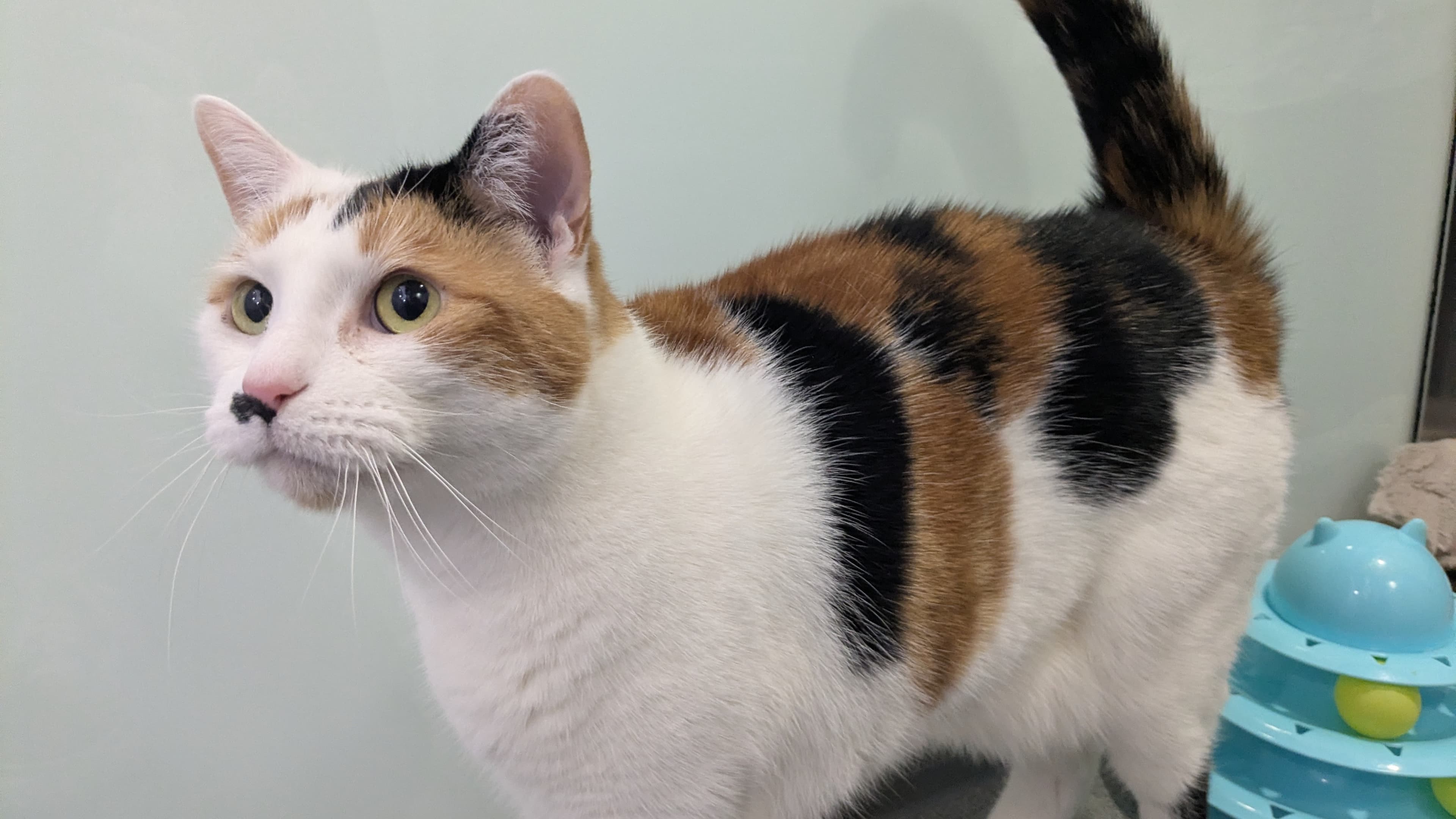 Marilyn monmeow photo 2