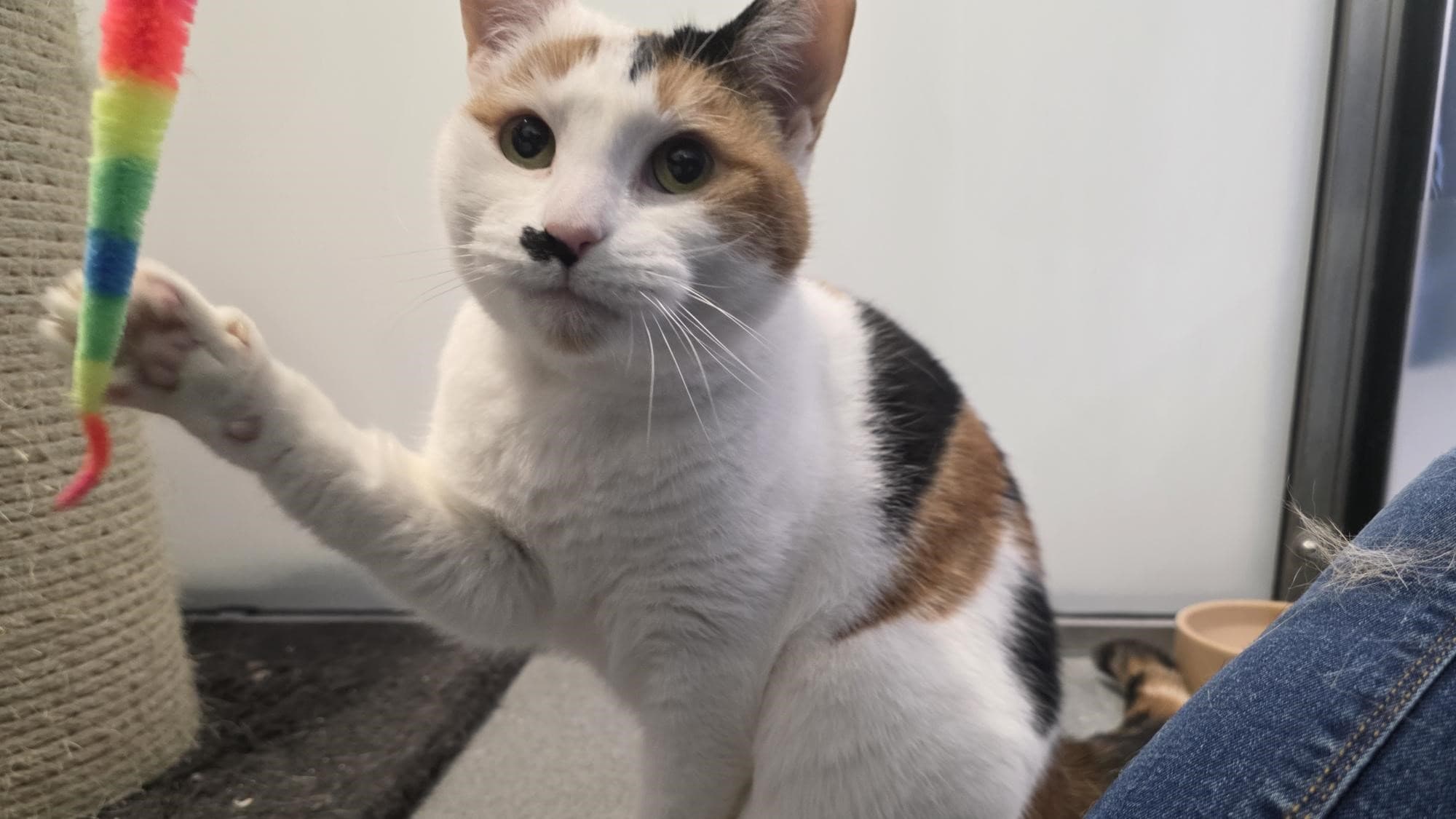 Marilyn monmeow — Domestic Shorthair