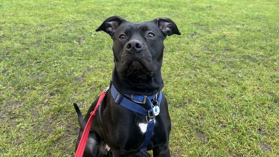 Courtney — Staffordshire Bull Terrier