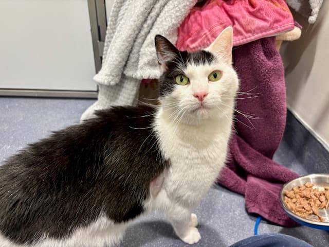 Patchy — Domestic Shorthair