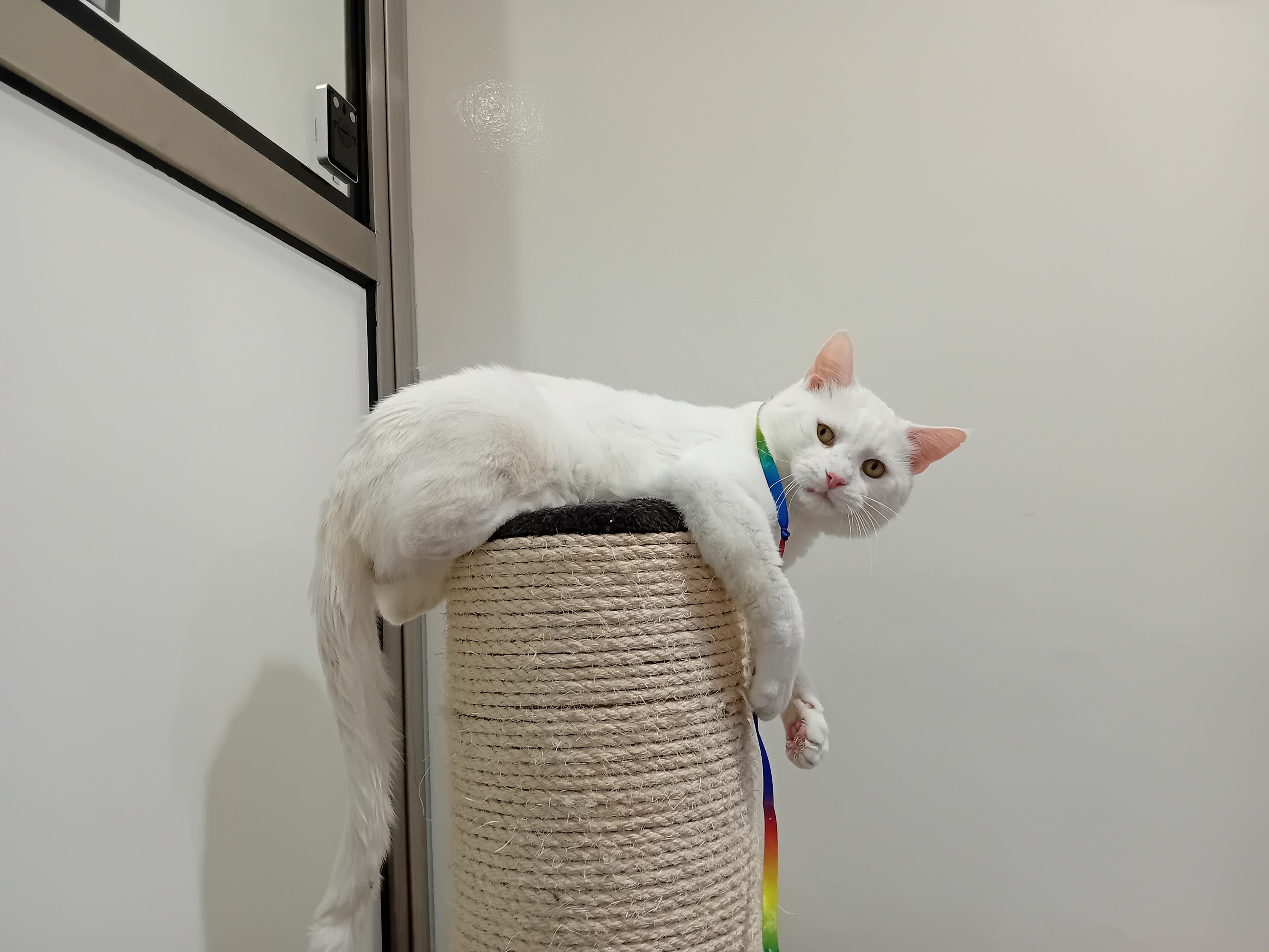 Chad — Domestic Shorthair
