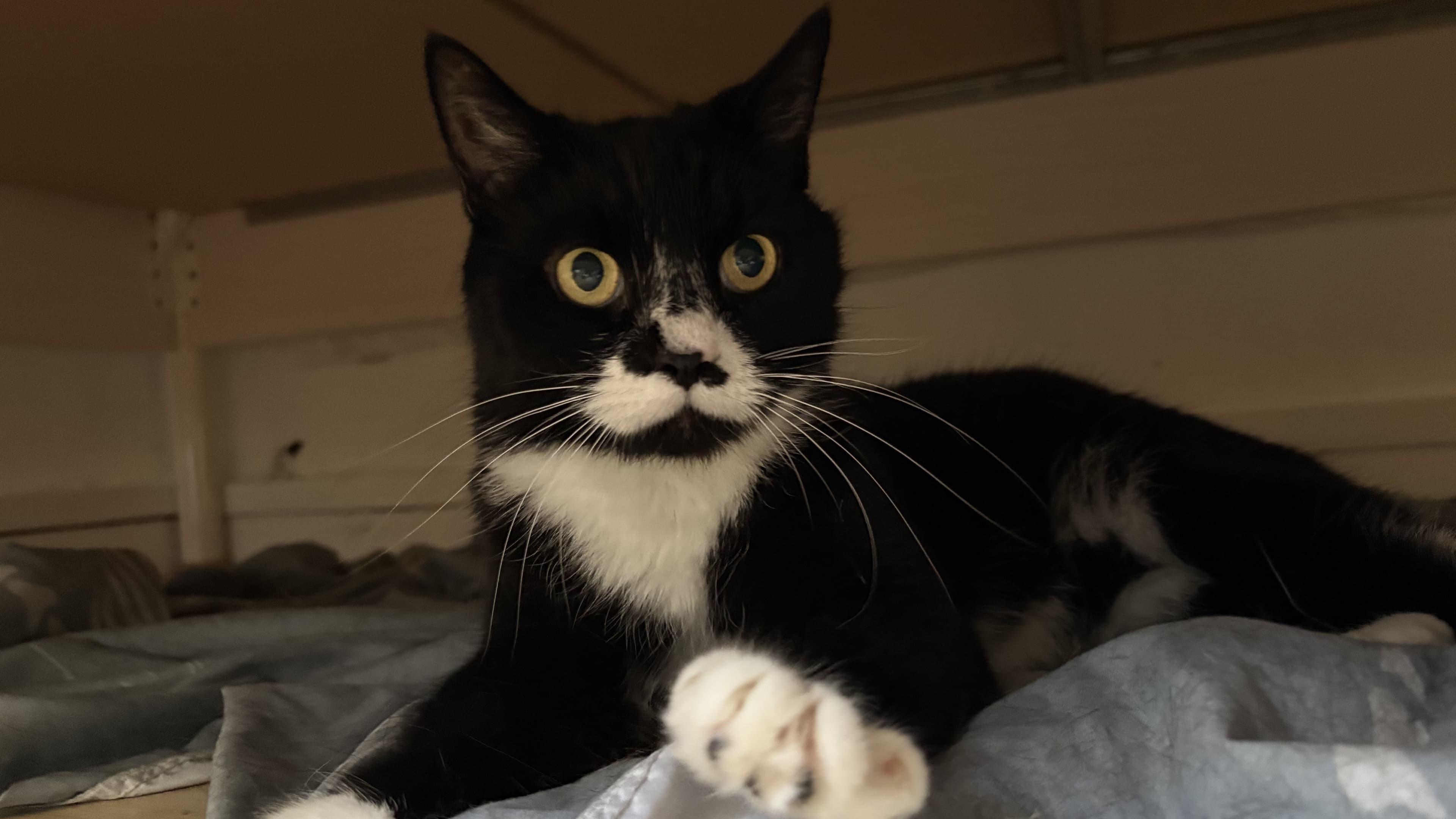 Frankie — Domestic Shorthair