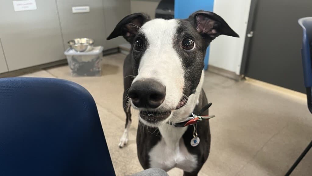 Twister — Greyhound