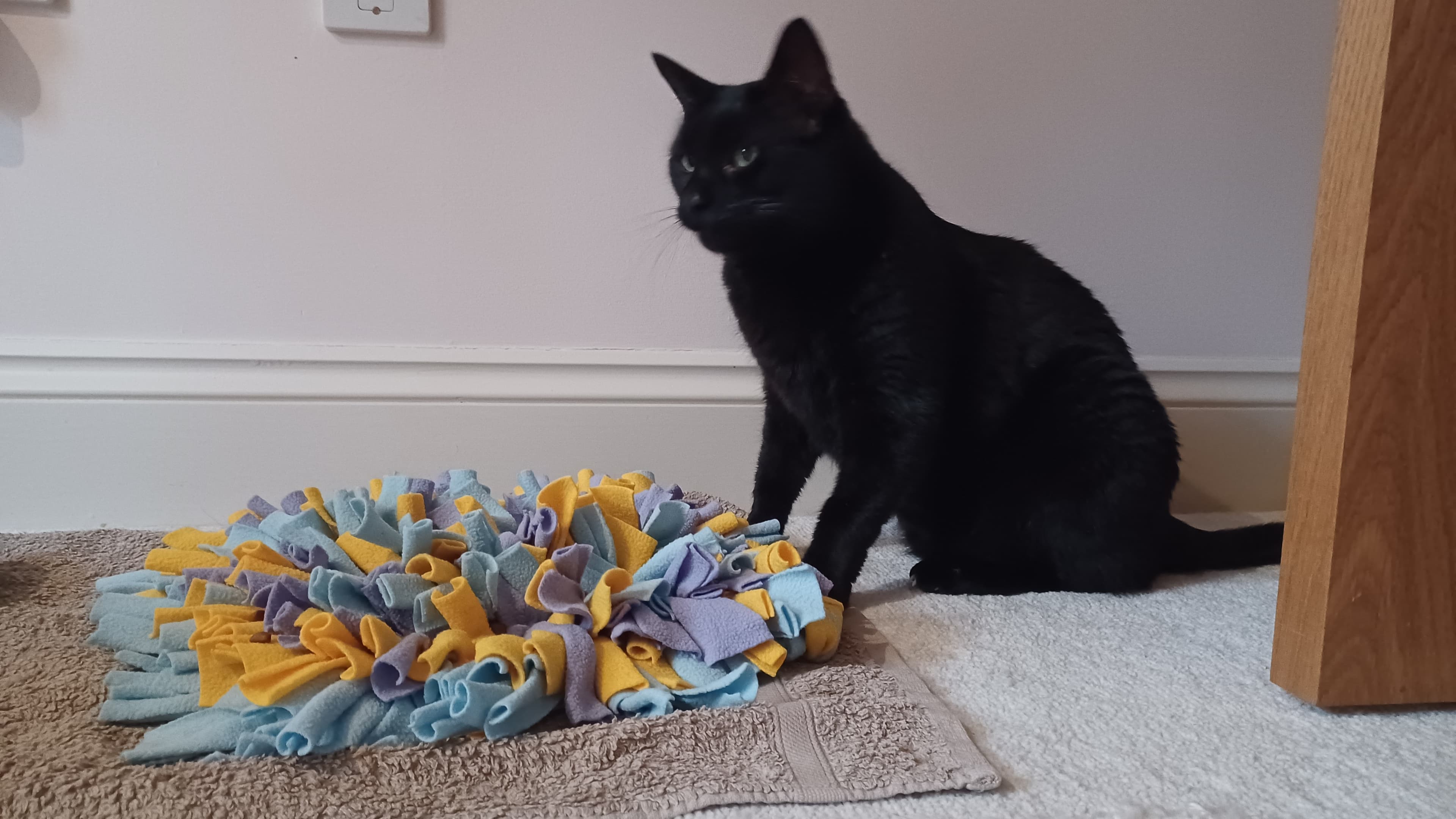 Tam — Domestic Shorthair