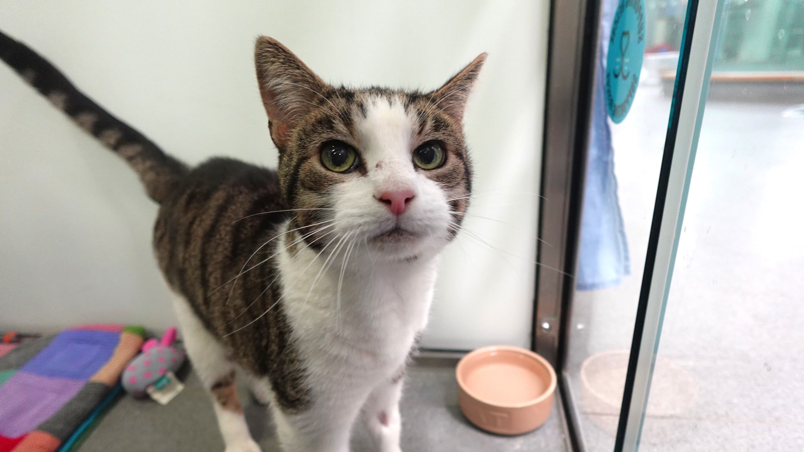 Randy — Domestic Shorthair