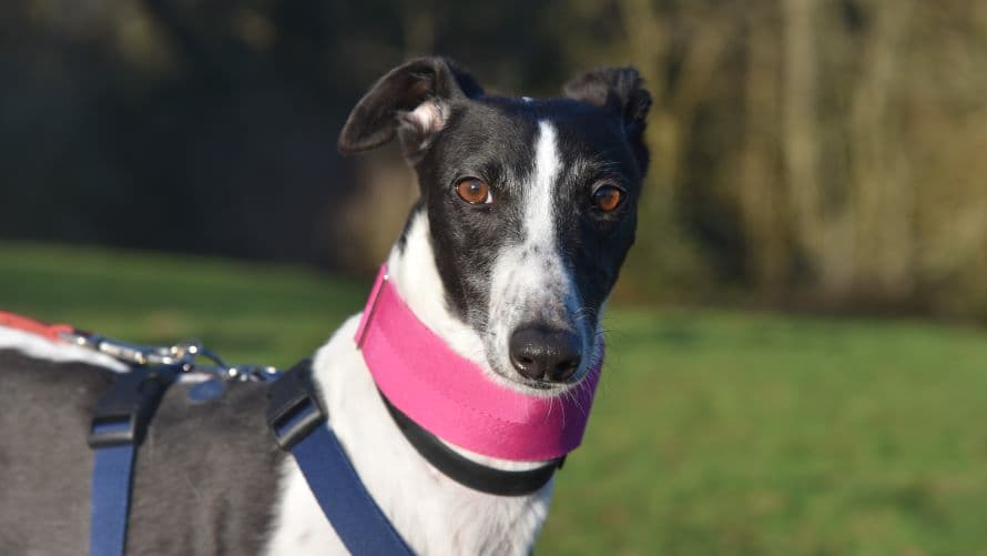 Crystal (bow dog) photo 5