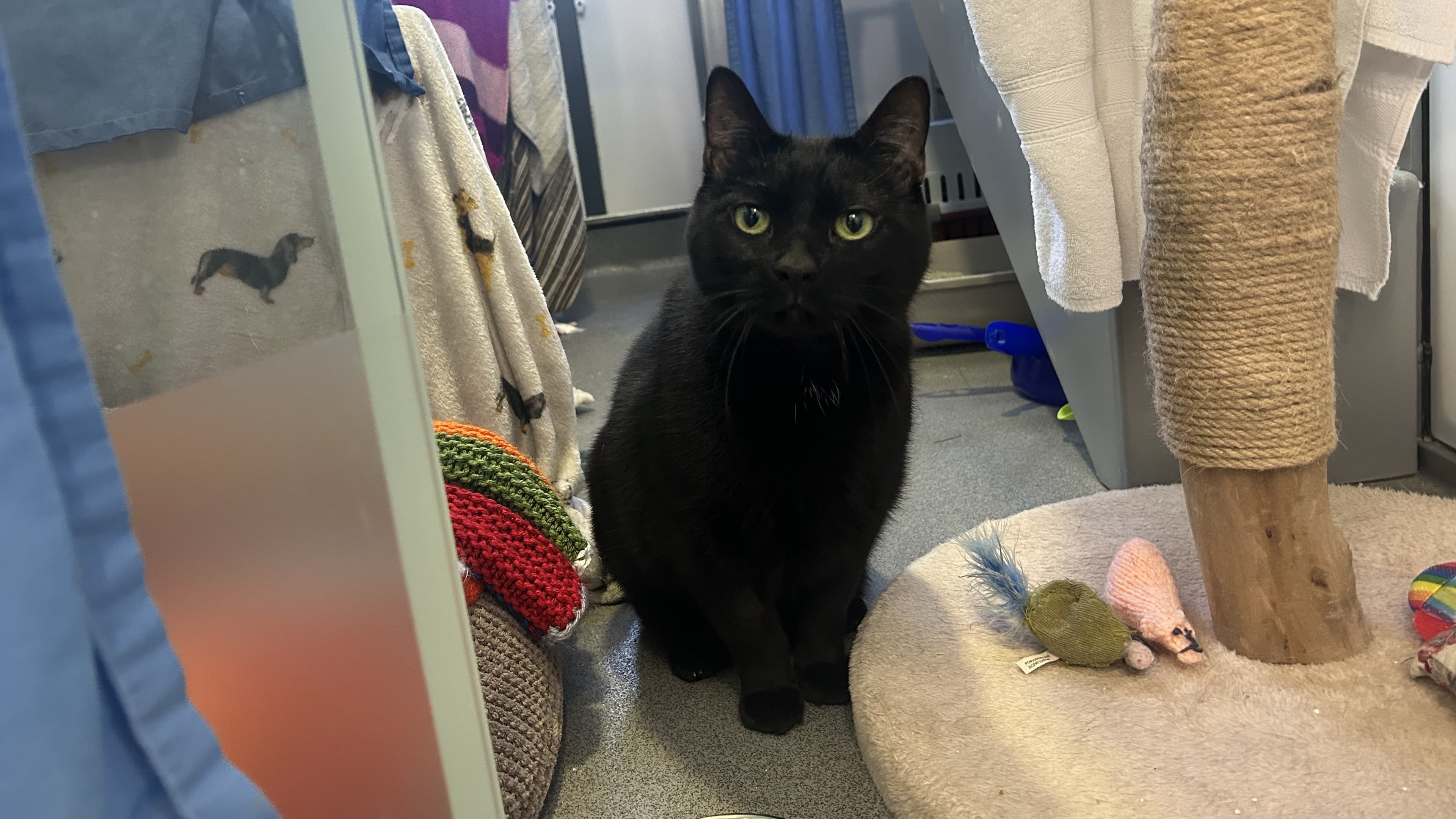 Bean — Domestic Shorthair