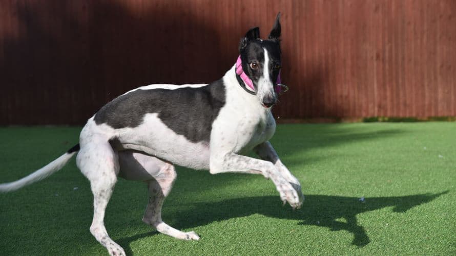 Crystal (bow dog) photo 6