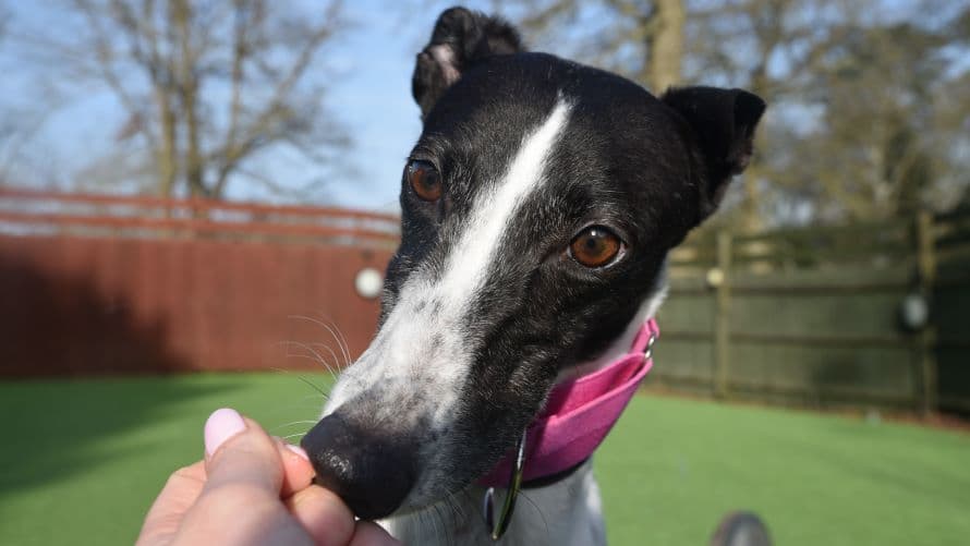 Crystal (bow dog) photo 10