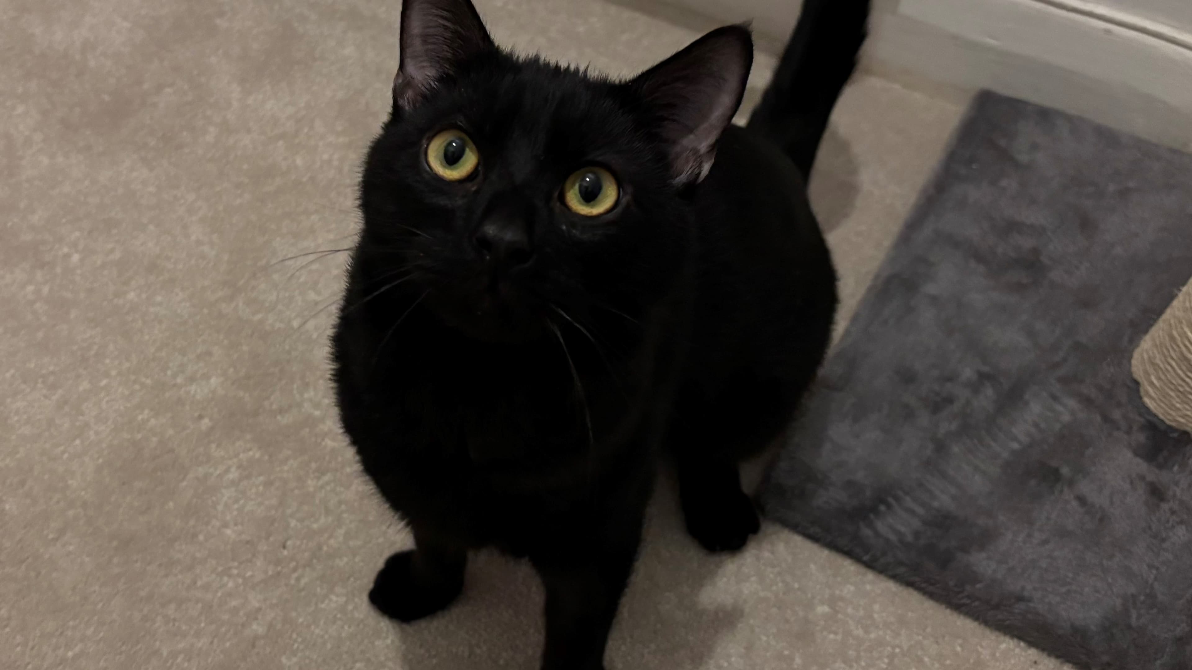 Bruno — Domestic Shorthair