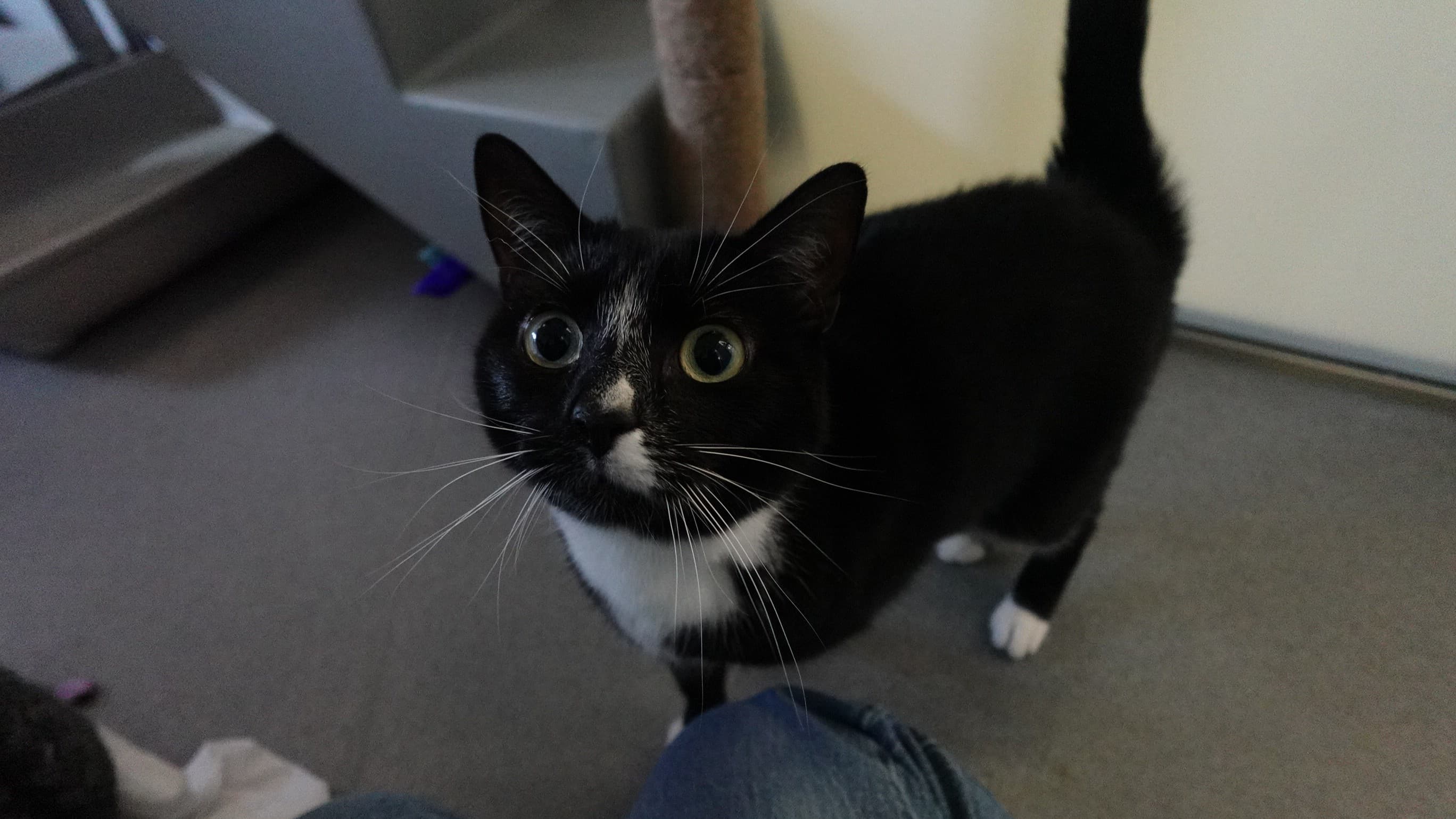 Harlem — Domestic Shorthair