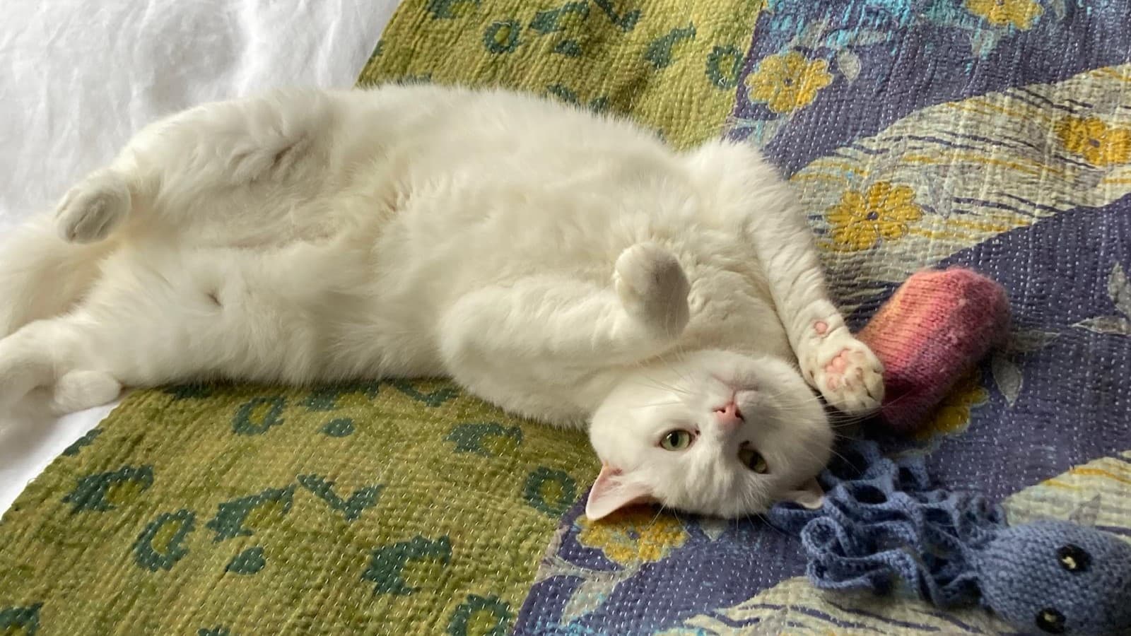 Bao — Domestic Shorthair