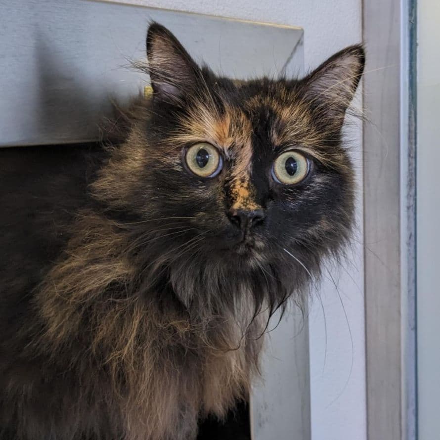 Luna — Domestic Medium-hair