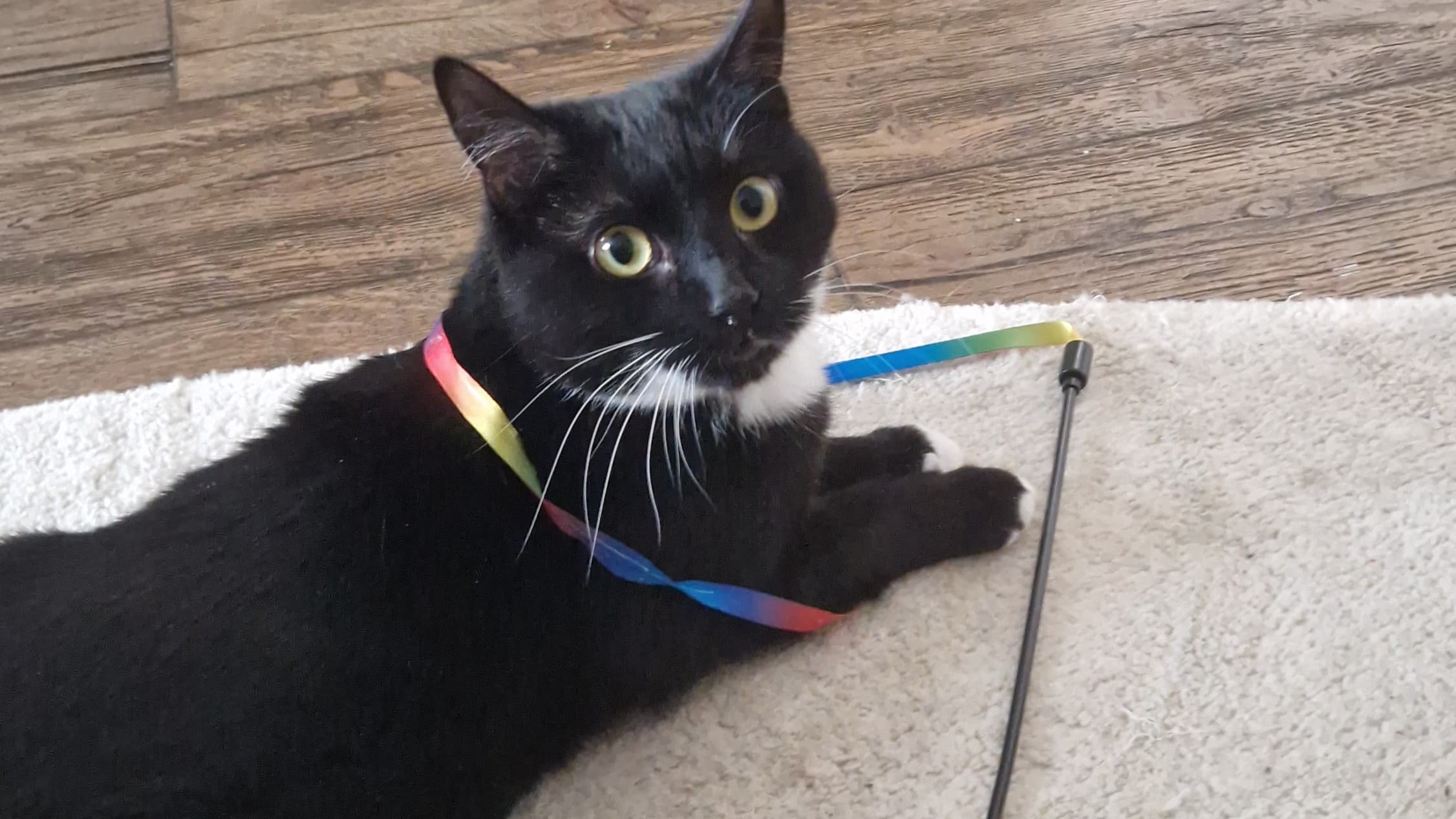 Lemon drizzle photo 7