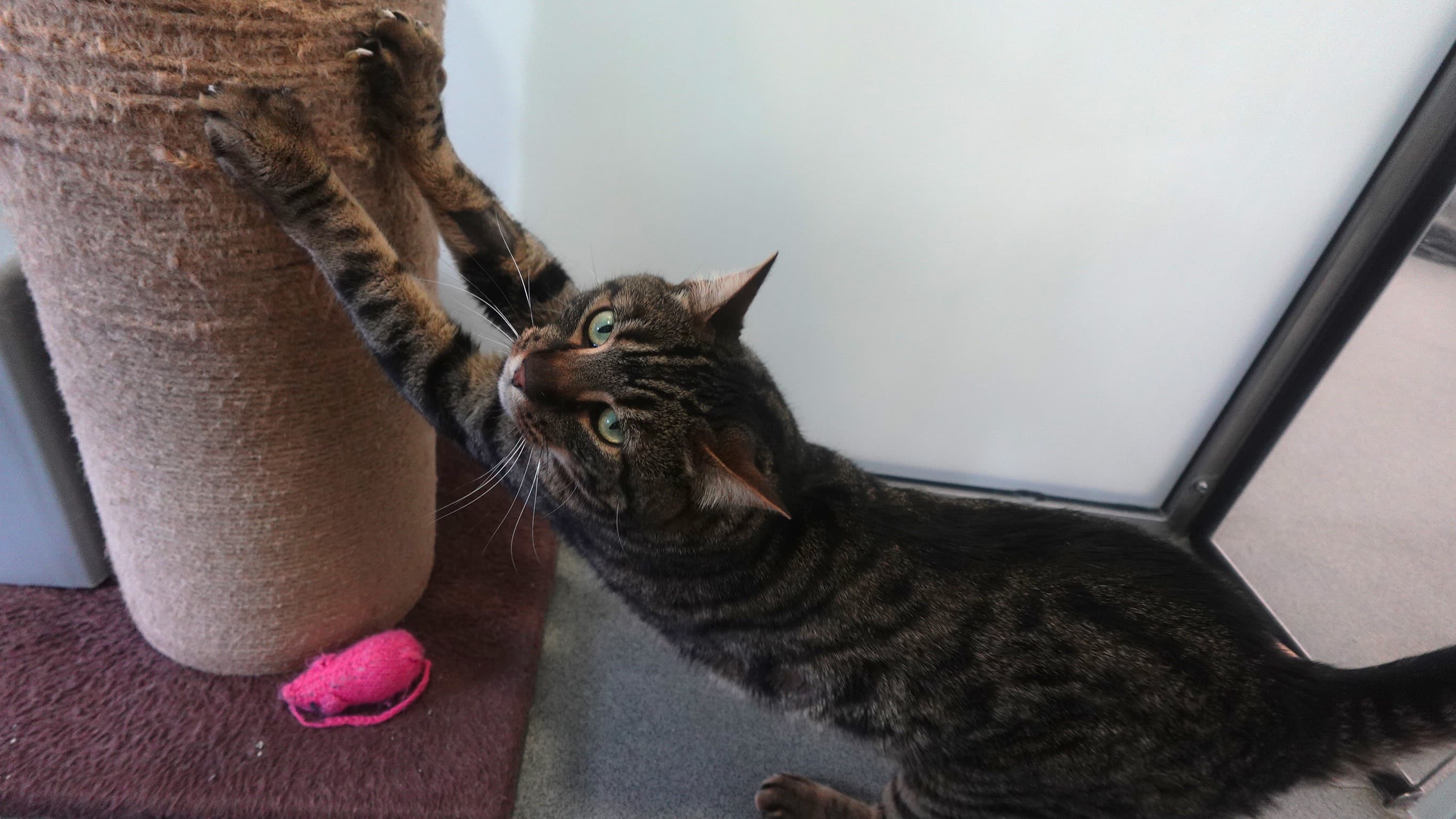 Berlioz basquicat — Domestic Shorthair