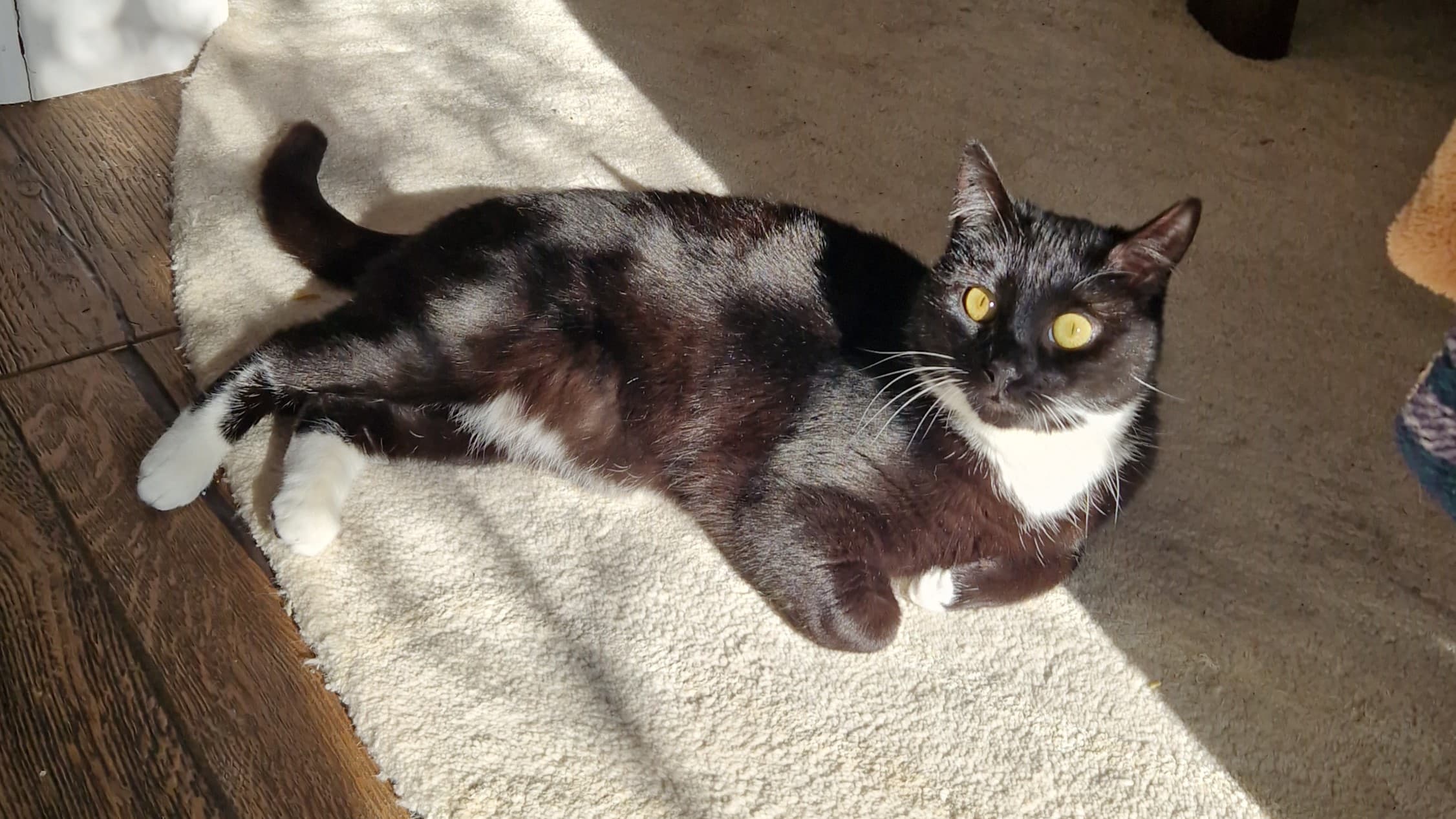 Lemon drizzle photo 8