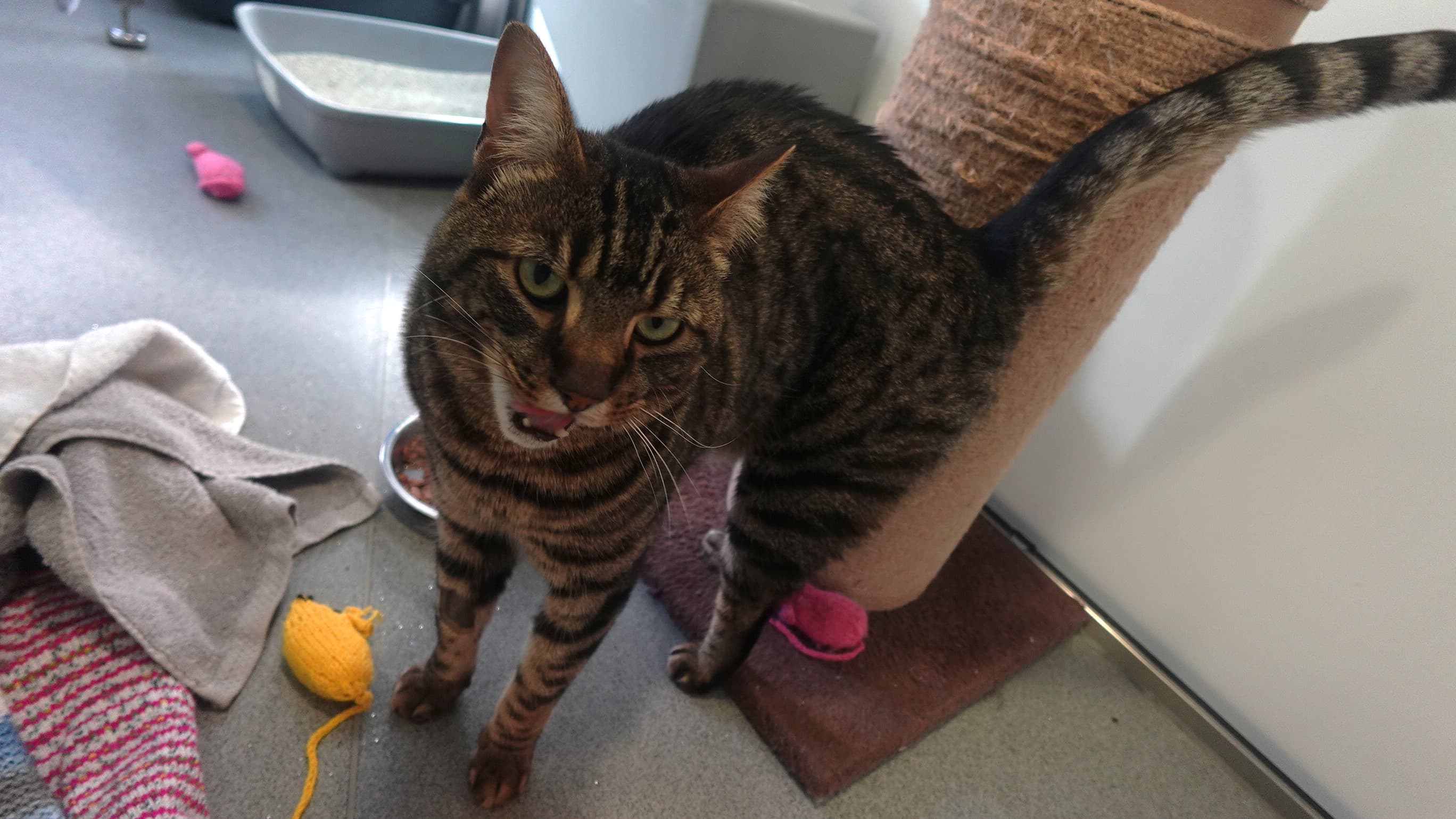 Berlioz basquicat photo 4