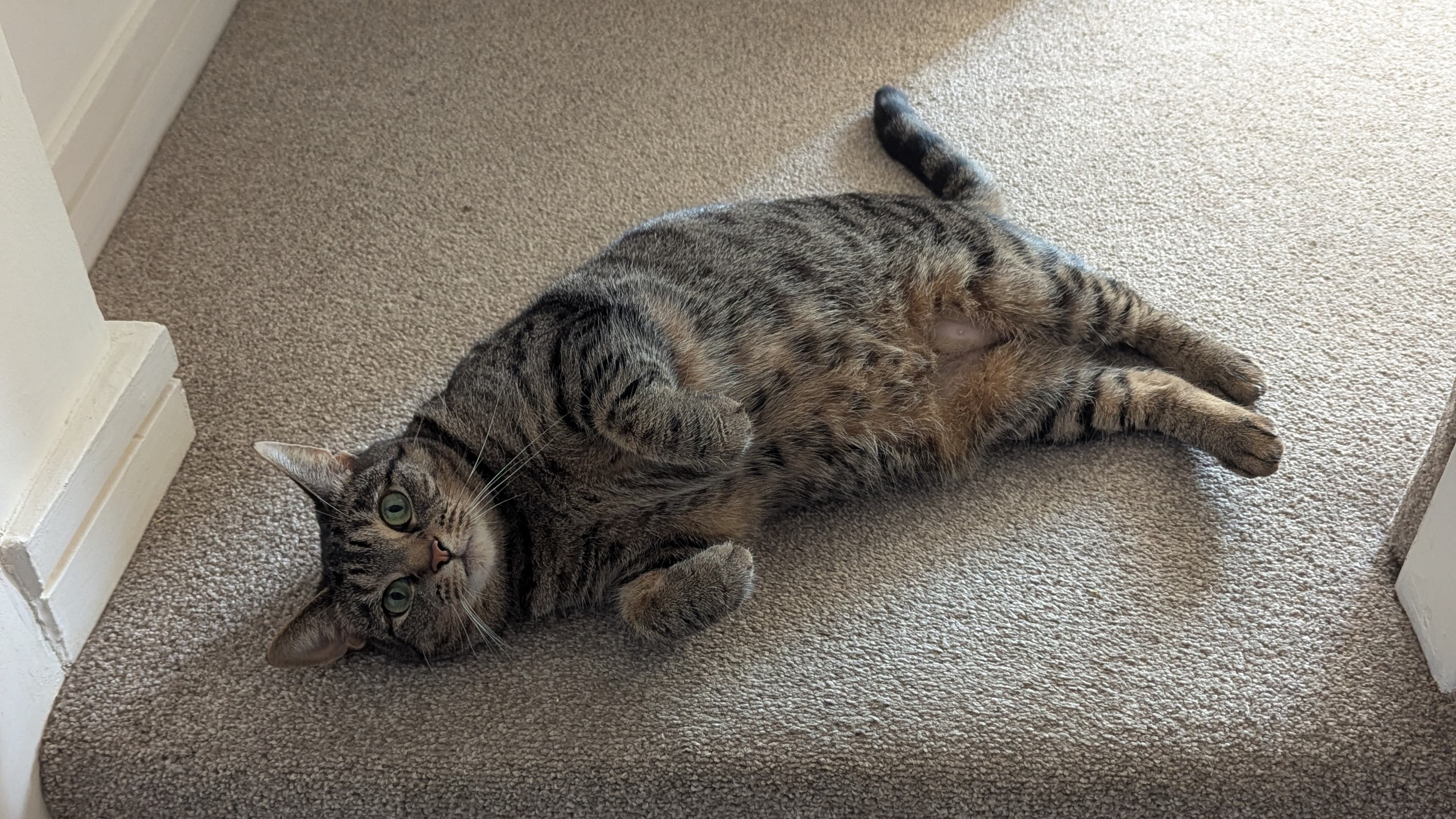 Luna — Domestic Shorthair