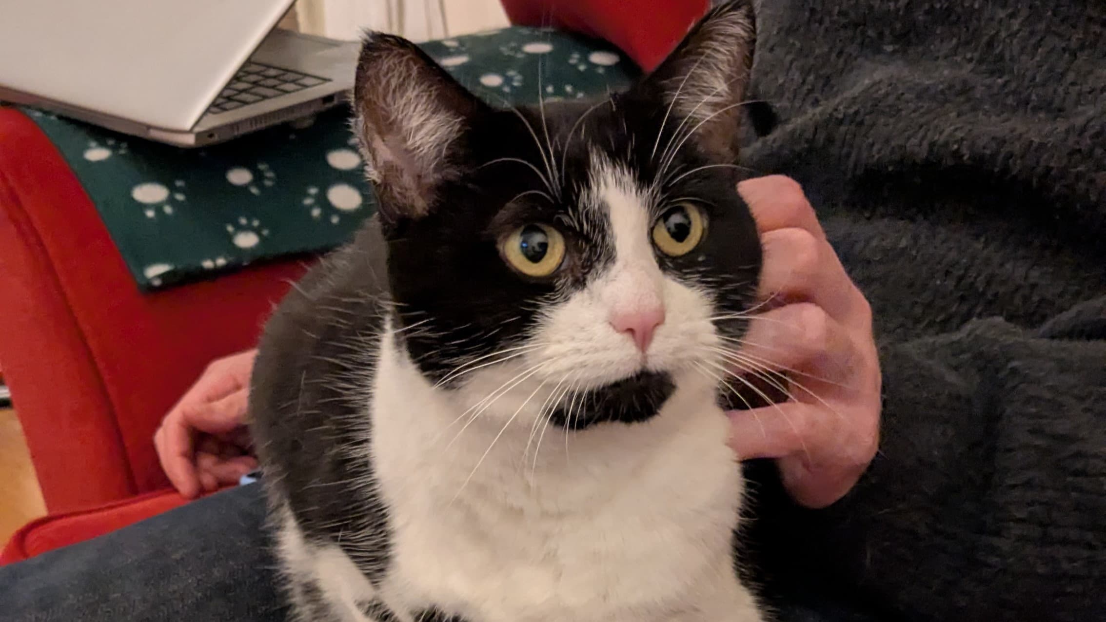 Duckling — Domestic Shorthair