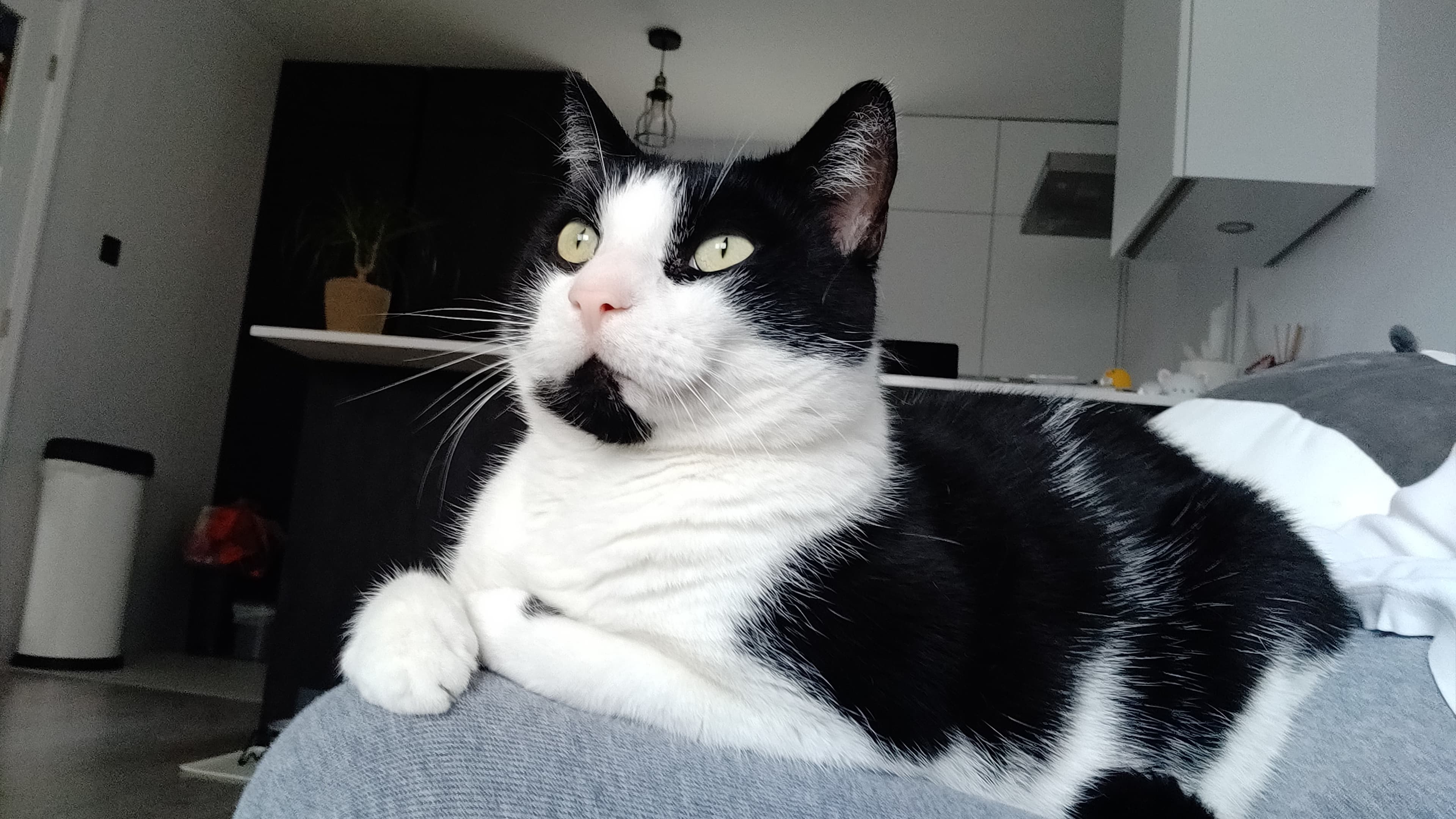 Creme egg — Domestic Shorthair